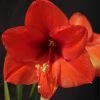 Amaryllis Orange Souvereign -Promesse de Fleurs Magasin Hippeastrum orange souvereign ld ukhviid 56964 1
