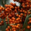 Hippophae Rhamnoides Friesdorfer Orange - Argousier -Promesse de Fleurs Magasin Hippophae rhamnoides Friesdorfer Orange 82925 1