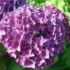Hortensia - Hydrangea Macrophylla Hovaria Hobergine -Promesse de Fleurs Magasin Hortensia Hobergine 67795 1