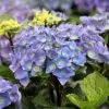 Hortensia - Hydrangea Macrophylla Black Steel Purple -Promesse de Fleurs Magasin Hortensia Hydrangea macrophylla Black Steel Purple IF 17907 1