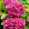 Hortensia - Hydrangea Macrophylla Pink Pop -Promesse de Fleurs Magasin Hortensia Hydrangea macrophylla Pink Pop Music Collection copyright 183421 1