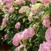 Hortensia - Hydrangea Macrophylla Soft Pink Salsa -Promesse de Fleurs Magasin Hortensia Hydrangea macrophylla Soft Pink Salsa Music Collection copyright 183431 1