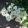 Hortensia - Hydrangea Serrata White On White -Promesse de Fleurs Magasin Hortensia Hydrangea serrata White on White IF 182991 1