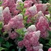 Hydrangea Paniculata Vanille Fraise - Hortensia Paniculé -Promesse de Fleurs Magasin Hortensia Vanille Fraise Pot de C10L 82017 1