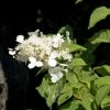 Hortensia - Hydrangea Paniculata White Moth