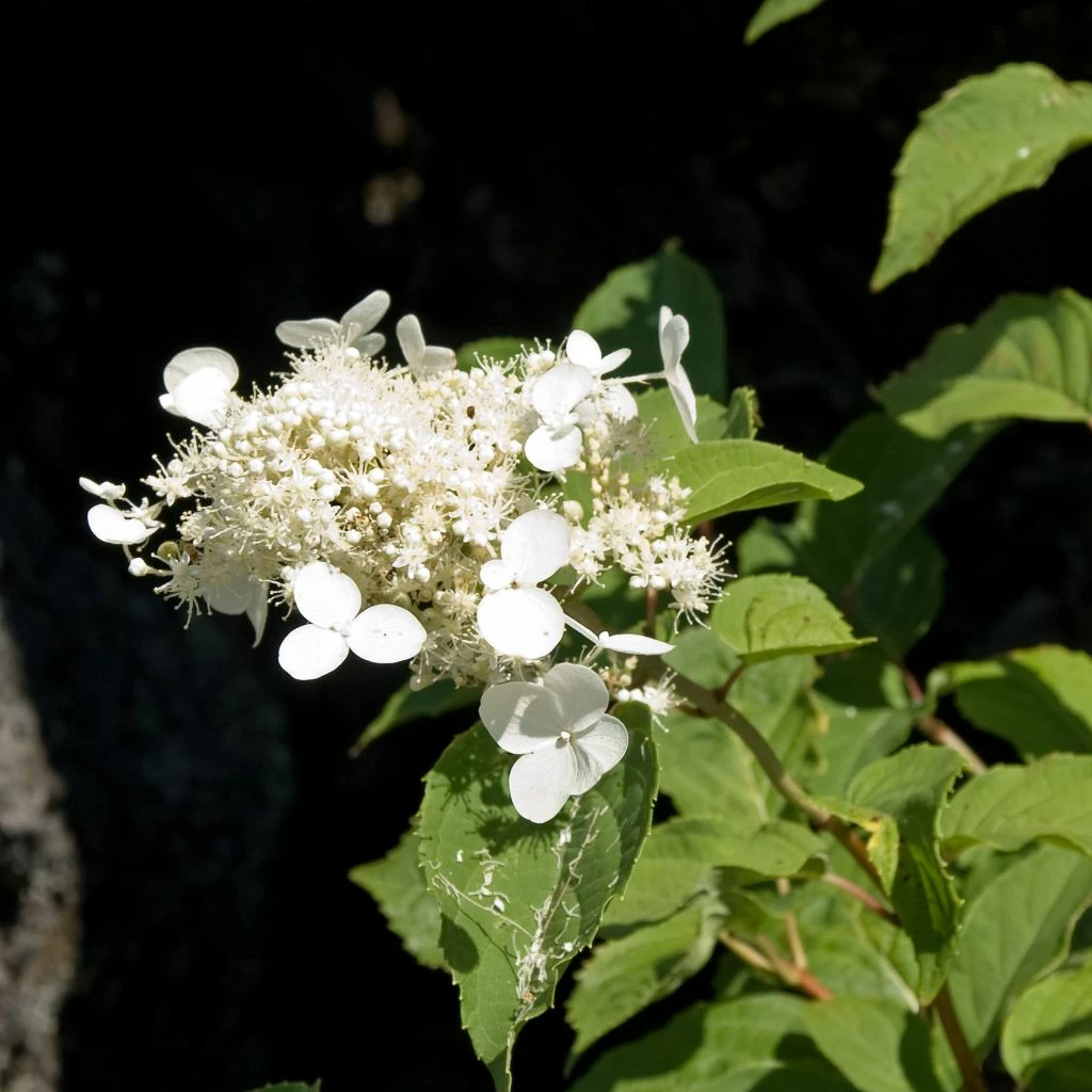 Hortensia - Hydrangea Paniculata White Moth 3 Hortensia - Hydrangea Paniculata White Moth