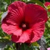 Hibiscus Moscheutos Rouge -Promesse de Fleurs Magasin Hubiscus moschetos rouge copyright 846041 1