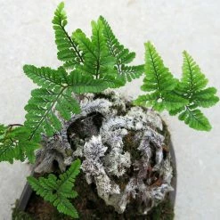 Humata Tyermannii - Fougère Patte De Lapin