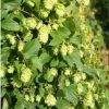 Humulus Lupulus Nordbrau - Houblon Femelle 1 Humulus Lupulus Nordbrau - Houblon Femelle -Promesse de Fleurs Magasin Humulus lupulus Nordbrau 86447 1