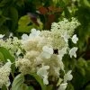 Hydrangea Paniculata Kyushu - Hortensia Paniculé -Promesse de Fleurs Magasin Hydragea paniculata Kyushu 7865 1 1