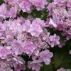 Hortensia - Hydrangea Macrophylla You And Me Forever -Promesse de Fleurs Magasin Hydrangea You Me Forever 78224 1