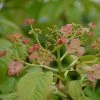 Hydrangea Anomala Crug Coral - Hortensia Grimpant -Promesse de Fleurs Magasin Hydrangea anomala Crug Coral 86464 1