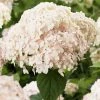 Hortensia Arborescens Candybelle Marshmallow -Promesse de Fleurs Magasin Hydrangea arborescens Candybelle Marshmallow 89525 1