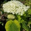 Hortensia Arborescens Golden Annabelle -Promesse de Fleurs Magasin Hydrangea arborescens Golden Annabelle 86250 1