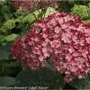 Hortensia Arborescens Ruby Annabelle 2 Hortensia Arborescens Ruby Annabelle -Promesse de Fleurs Magasin Hydrangea arborescens Invincibelle Ruby 83730 1