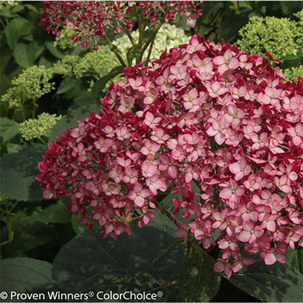 Hortensia Arborescens Ruby Annabelle 3 Hortensia Arborescens Ruby Annabelle