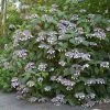 Hortensia - Hydrangea Aspera Bellevue -Promesse de Fleurs Magasin Hydrangea aspera Bellevue 82657 1