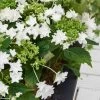 Hortensia - Hydrangea Macrophylla Shooting Star -Promesse de Fleurs Magasin Hydrangea macro Shooting Star 0555002 1