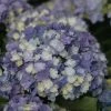 Hortensia - Hydrangea Macrophylla You And Me Tea Time Together -Promesse de Fleurs Magasin Hydrangea macro Tea Time Together 0561002 1