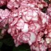 Hortensia - Hydrangea Macrophylla Miss Saori -Promesse de Fleurs Magasin Hydrangea macrophilla Miss Saori 78218 1