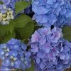 Hortensia - Hydrangea Macrophylla Benelux (bleu) -Promesse de Fleurs Magasin Hydrangea macrophylla Benelux bleu 85237 1