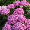 Hortensia - Hydrangea Macrophylla Benelux (rose) -Promesse de Fleurs Magasin Hydrangea macrophylla Benelux rose 85238 1