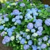 Hortensia - Hydrangea Macrophylla Blauer Prinz 1 Hortensia - Hydrangea Macrophylla Blauer Prinz -Promesse de Fleurs Magasin Hydrangea macrophylla Blauer Prinz 100032 1