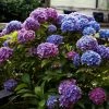 Hortensia - Hydrangea Macrophylla Blauer Zwerg 1 Hortensia - Hydrangea Macrophylla Blauer Zwerg -Promesse de Fleurs Magasin Hydrangea macrophylla Blauer Zwerg 88323 1