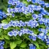 Hortensia - Hydrangea Macrophylla Blue Sky -Promesse de Fleurs Magasin Hydrangea macrophylla Blue Sky copyright 100647 1