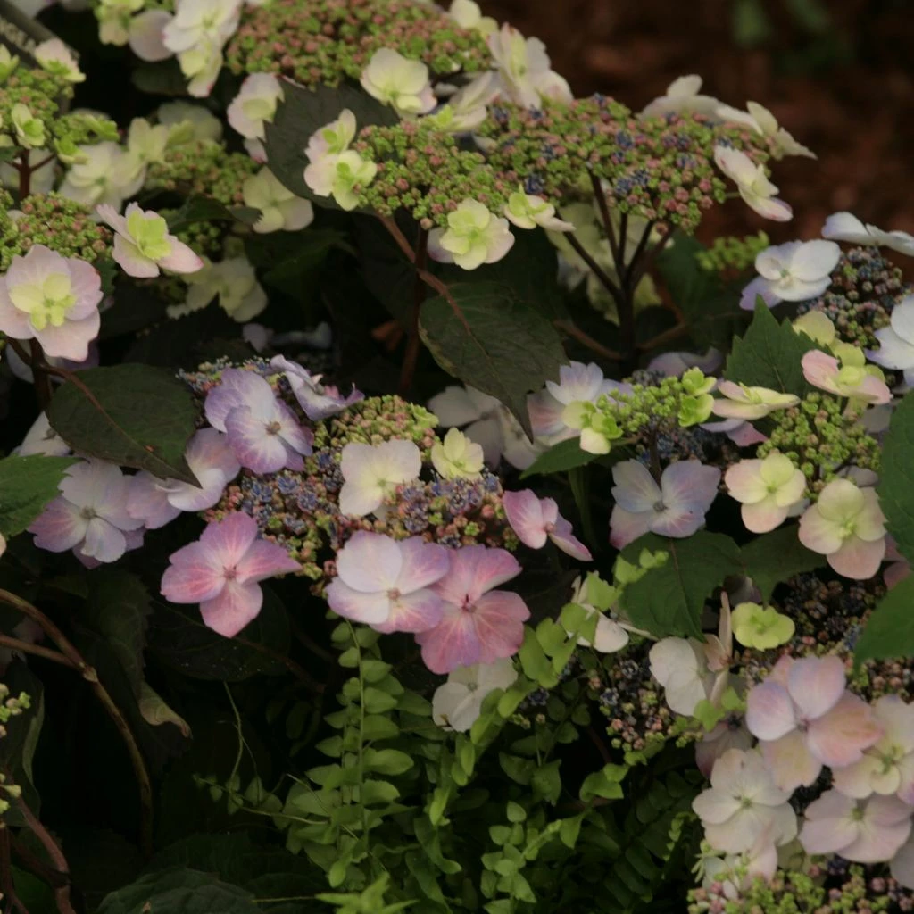 Hortensia - Hydrangea Macrophylla Blueberry Cheesecake 3 Hortensia - Hydrangea Macrophylla Blueberry Cheesecake