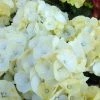 Hortensia - Hydrangea Macrophylla Caipirinha 1 Hortensia - Hydrangea Macrophylla Caipirinha -Promesse de Fleurs Magasin Hydrangea macrophylla Caipirinha 85449 1 1