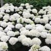 Hortensia - Hydrangea Macrophylla Choco Pur