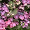 Hortensia - Hydrangea Macrophylla Dark Angel Purple (Black Diamonds) -Promesse de Fleurs Magasin Hydrangea macrophylla Dark Angel Purple 83181 1