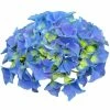 Hortensia - Hydrangea Macrophylla Early Blue -Promesse de Fleurs Magasin Hydrangea macrophylla Early Blue 82740 1 1