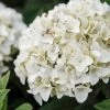 Hortensia - Hydrangea Macrophylla Endless Summer The Bride 1 Hortensia - Hydrangea Macrophylla Endless Summer The Bride -Promesse de Fleurs Magasin Hydrangea macrophylla Endless Summer The Bride 85486 1 1