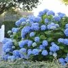 Hortensia - Hydrangea Macrophylla Endless Summer The Original (bleu) -Promesse de Fleurs Magasin Hydrangea macrophylla Endless Summer The Original bleu 85452 1