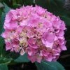 Hortensia - Hydrangea Macrophylla La Marne -Promesse de Fleurs Magasin Hydrangea macrophylla La Marne 85454 1 1