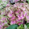 Hortensia - Hydrangea Macrophylla Magical Amethyst 1 Hortensia - Hydrangea Macrophylla Magical Amethyst -Promesse de Fleurs Magasin Hydrangea macrophylla Magical Amethyst 78223 1 1 1