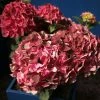 Hortensia - Hydrangea Macrophylla Magical Crimson 2 Hortensia - Hydrangea Macrophylla Magical Crimson -Promesse de Fleurs Magasin Hydrangea macrophylla Magical Crimson 81578 1