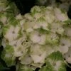 Hortensia - Hydrangea Macrophylla Magical Noblesse -Promesse de Fleurs Magasin Hydrangea macrophylla Magical Noblesse 81585 1