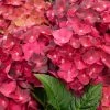 Hortensia - Hydrangea Macrophylla Magical Ruby Tuesday 2 Hortensia - Hydrangea Macrophylla Magical Ruby Tuesday -Promesse de Fleurs Magasin Hydrangea macrophylla Magical Ruby Tuesday 81577 1