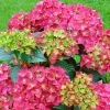 Hortensia - Hydrangea Macrophylla Red Reggae (Music Collection) -Promesse de Fleurs Magasin Hydrangea macrophylla Red Reggae Music Collection 85450 1 1