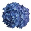 Hortensia - Hydrangea Macrophylla Renate Steiniger 2 Hortensia - Hydrangea Macrophylla Renate Steiniger -Promesse de Fleurs Magasin Hydrangea macrophylla Renate Steiniger 82738 1 1