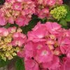 Hortensia - Hydrangea Macrophylla Rosita -Promesse de Fleurs Magasin Hydrangea macrophylla Rosita 82568 1