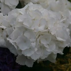 Hortensia - Hydrangea Macrophylla Schneeball