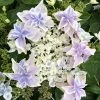 Hortensia - Hydrangea Macrophylla Stargazer -Promesse de Fleurs Magasin Hydrangea macrophylla Stargazer copyright 554002 1