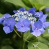 Hortensia Macrophylla Teller Blue -Promesse de Fleurs Magasin Hydrangea macrophylla Teller Blue copyright 1000532 1