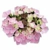 Hortensia - Hydrangea Macrophylla Messalina -Promesse de Fleurs Magasin Hydrangea macrophylla Teller Messalina 82751 1