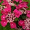 Hortensia Macrophylla Teller Red -Promesse de Fleurs Magasin Hydrangea macrophylla Teller Red copyright 1000552 1