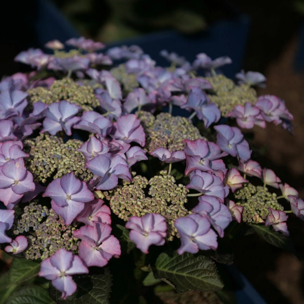 Hortensia - Hydrangea Macrophylla Tiffany 3 Hortensia - Hydrangea Macrophylla Tiffany
